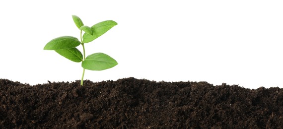Photo of Young plant growing in soil isolated on white