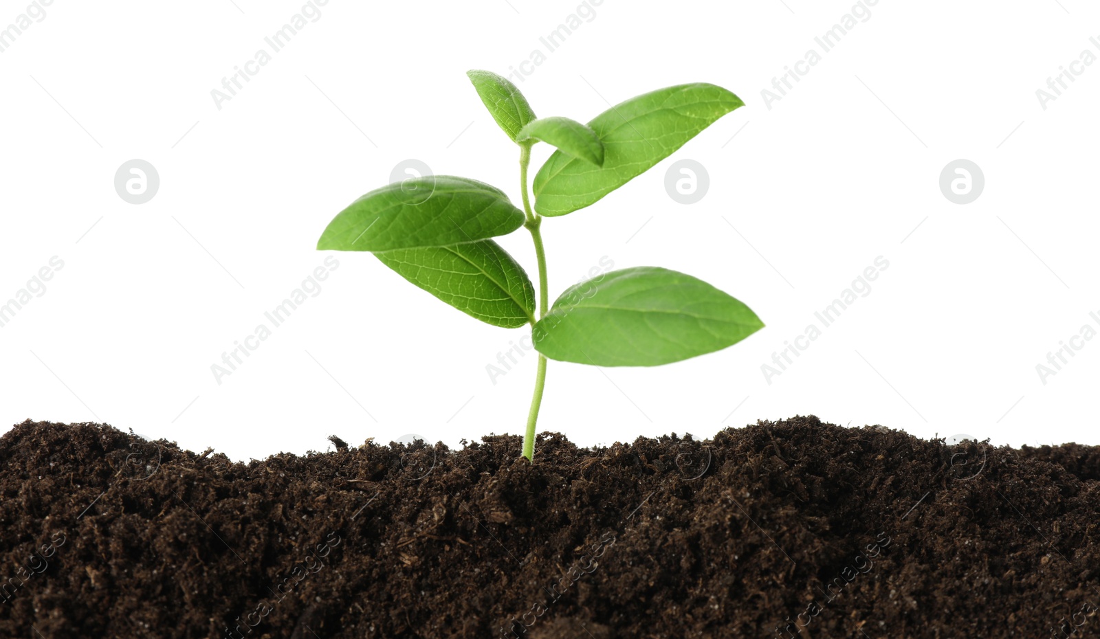 Photo of Young plant growing in soil isolated on white