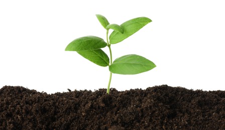 Photo of Young plant growing in soil isolated on white