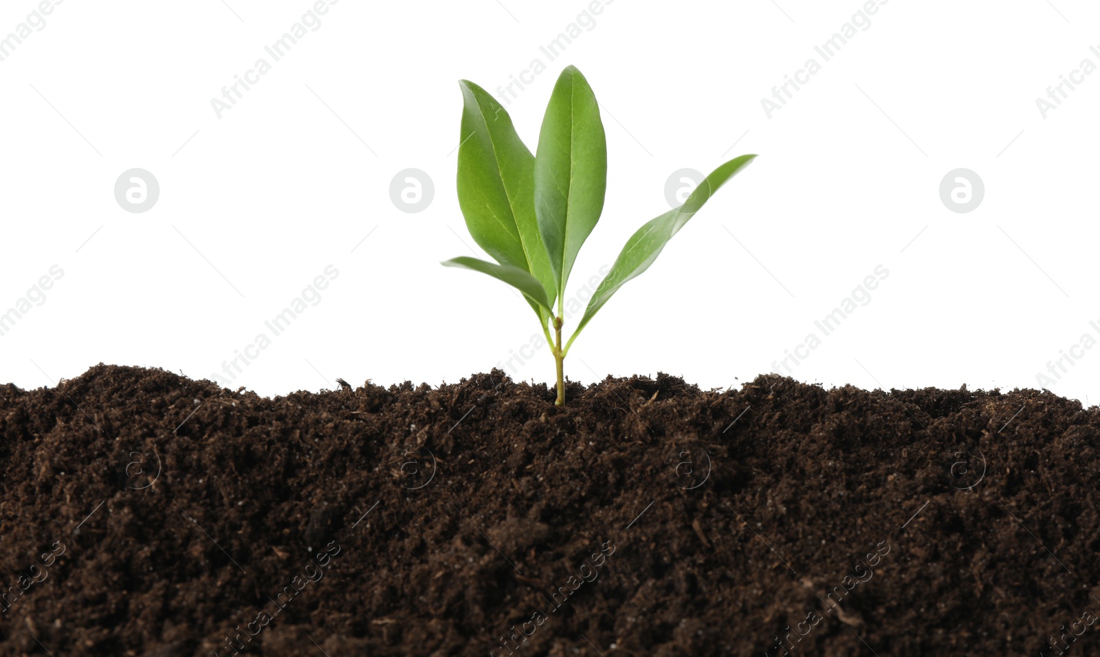 Photo of Young plant growing in soil isolated on white