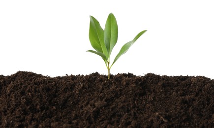 Photo of Young plant growing in soil isolated on white