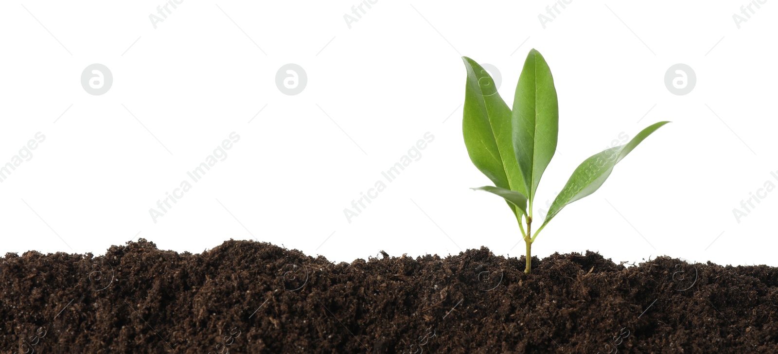 Photo of Young plant growing in soil isolated on white