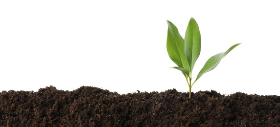 Photo of Young plant growing in soil isolated on white