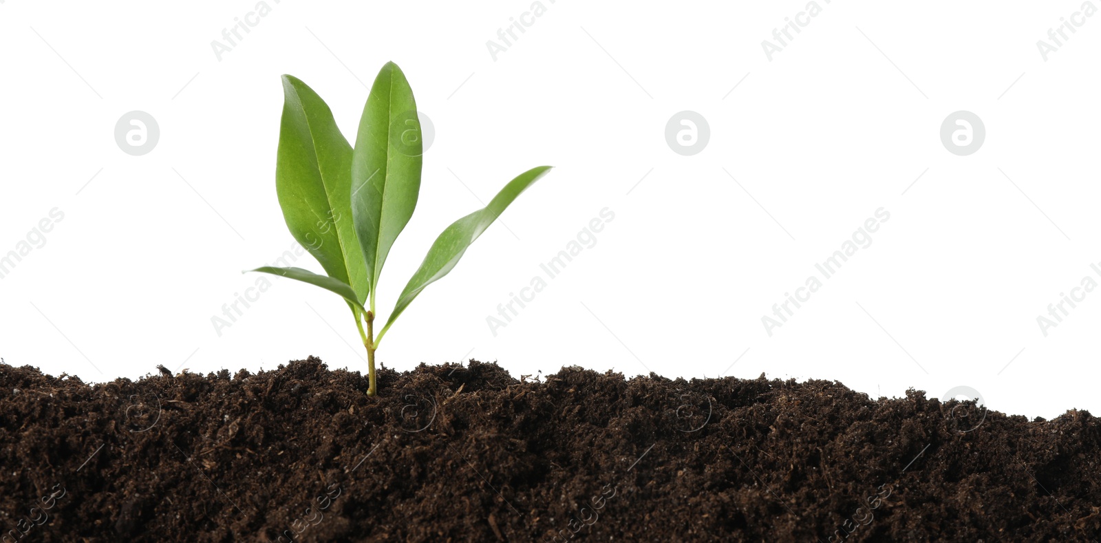 Photo of Young plant growing in soil isolated on white