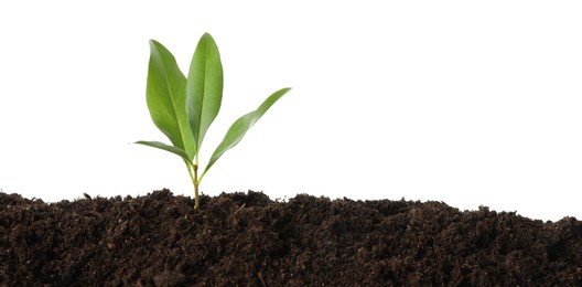Photo of Young plant growing in soil isolated on white