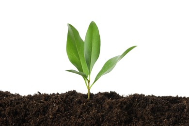 Photo of Young plant growing in soil isolated on white