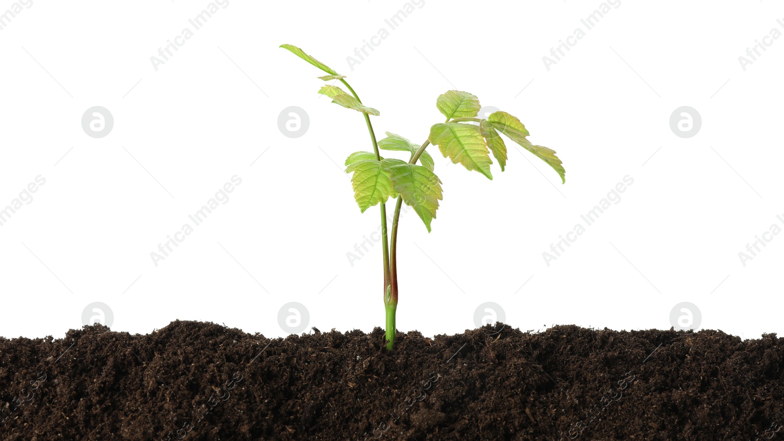 Photo of Young plant growing in soil isolated on white