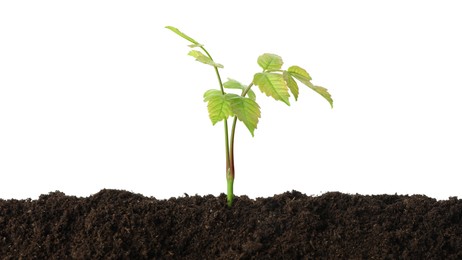 Photo of Young plant growing in soil isolated on white