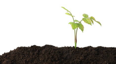 Photo of Young plant growing in soil isolated on white