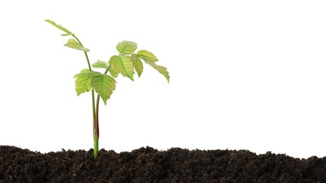 Photo of Young plant growing in soil isolated on white