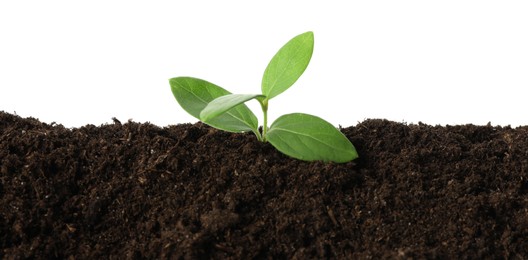Photo of Young plant growing in soil isolated on white