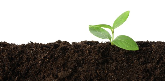 Photo of Young plant growing in soil isolated on white