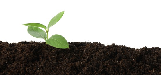 Photo of Young plant growing in soil isolated on white