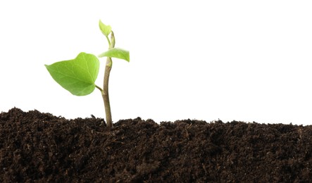 Photo of Young plant growing in soil isolated on white