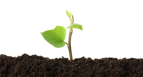 Photo of Young plant growing in soil isolated on white