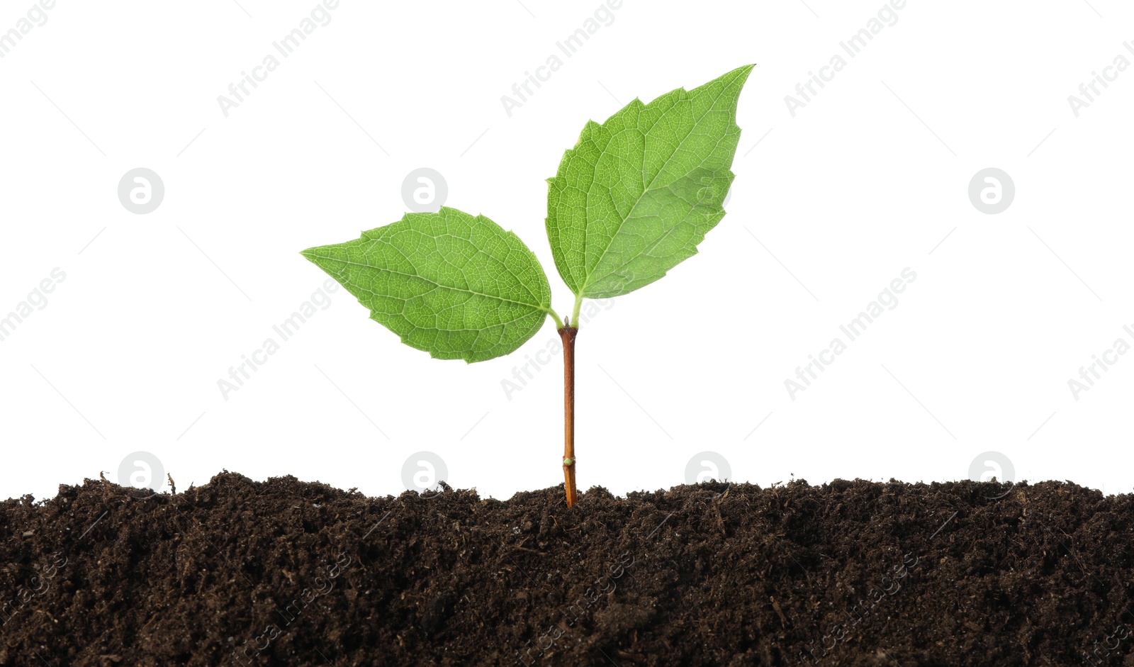 Photo of Young plant growing in soil isolated on white