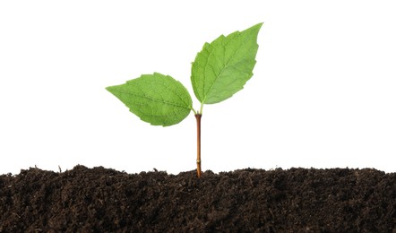 Photo of Young plant growing in soil isolated on white
