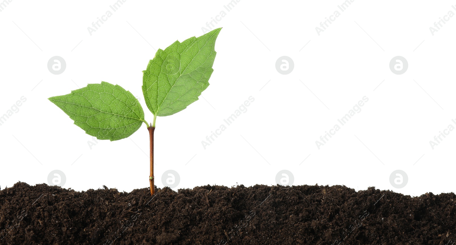 Photo of Young plant growing in soil isolated on white