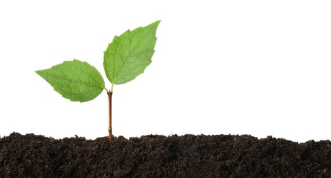 Photo of Young plant growing in soil isolated on white