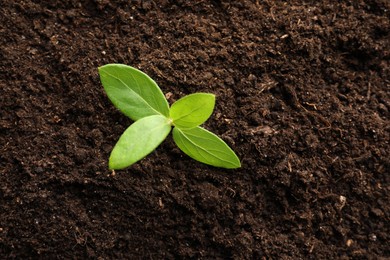 Photo of Young plant growing in soil as background, top view