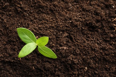 Photo of Young plant growing in soil as background, top view