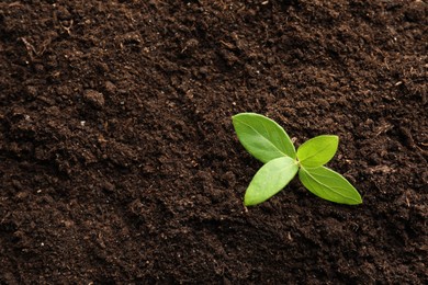 Photo of Young plant growing in soil as background, top view
