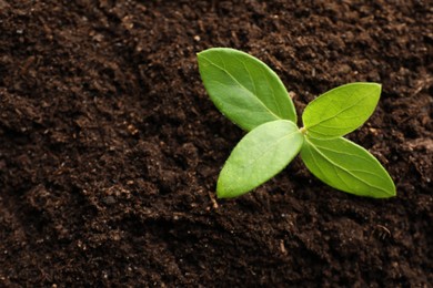 Photo of Young plant growing in soil as background, top view