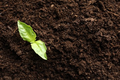 Photo of Young plant growing in soil as background, top view