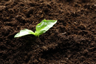 Photo of Young plant growing in soil as background, closeup