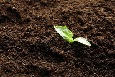 Photo of Young plant growing in soil as background, closeup