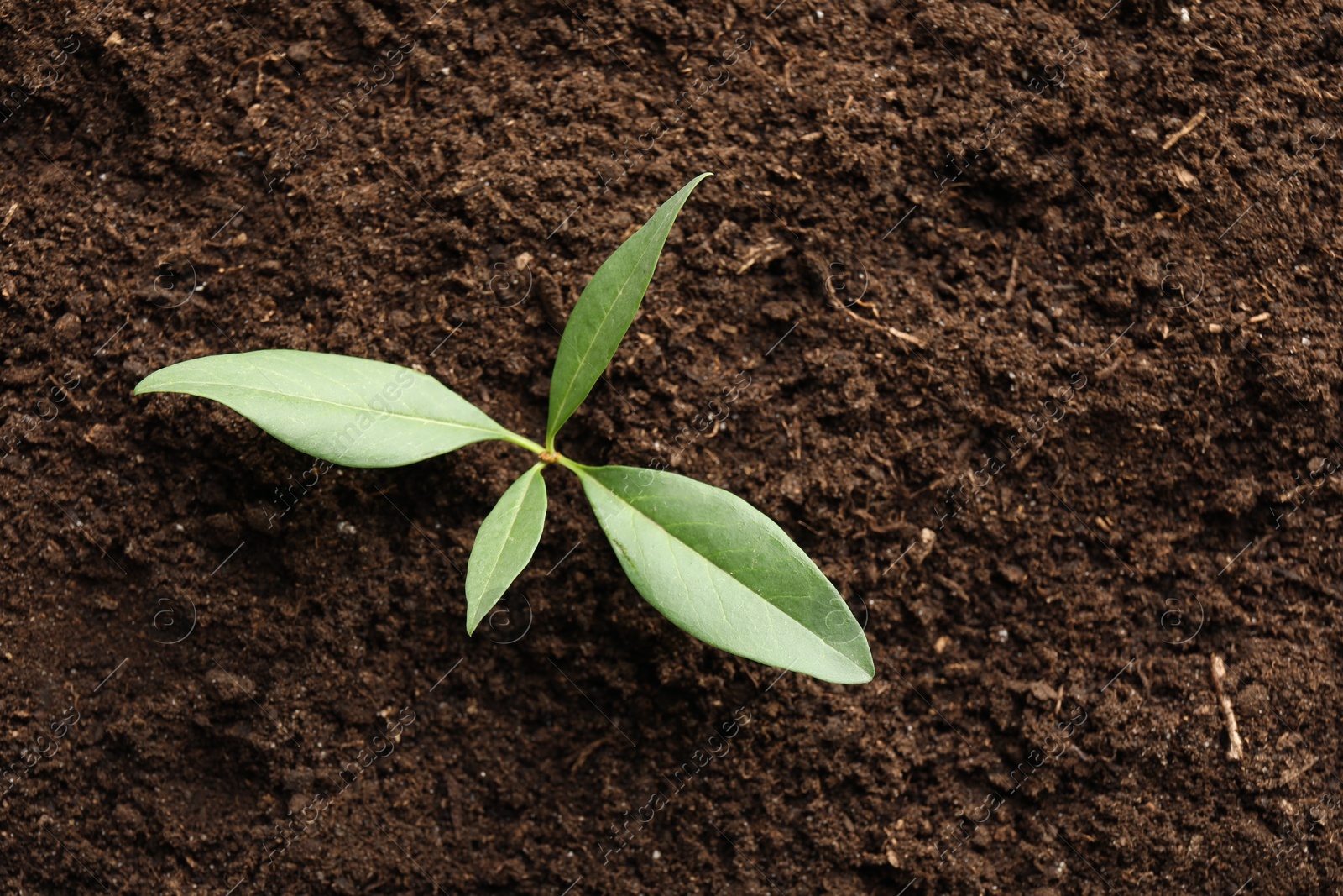 Photo of Young plant growing in soil as background, top view