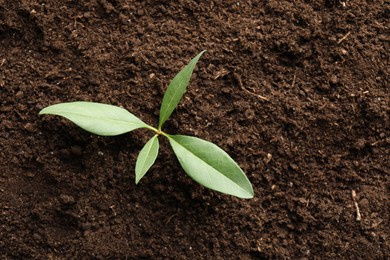 Photo of Young plant growing in soil as background, top view