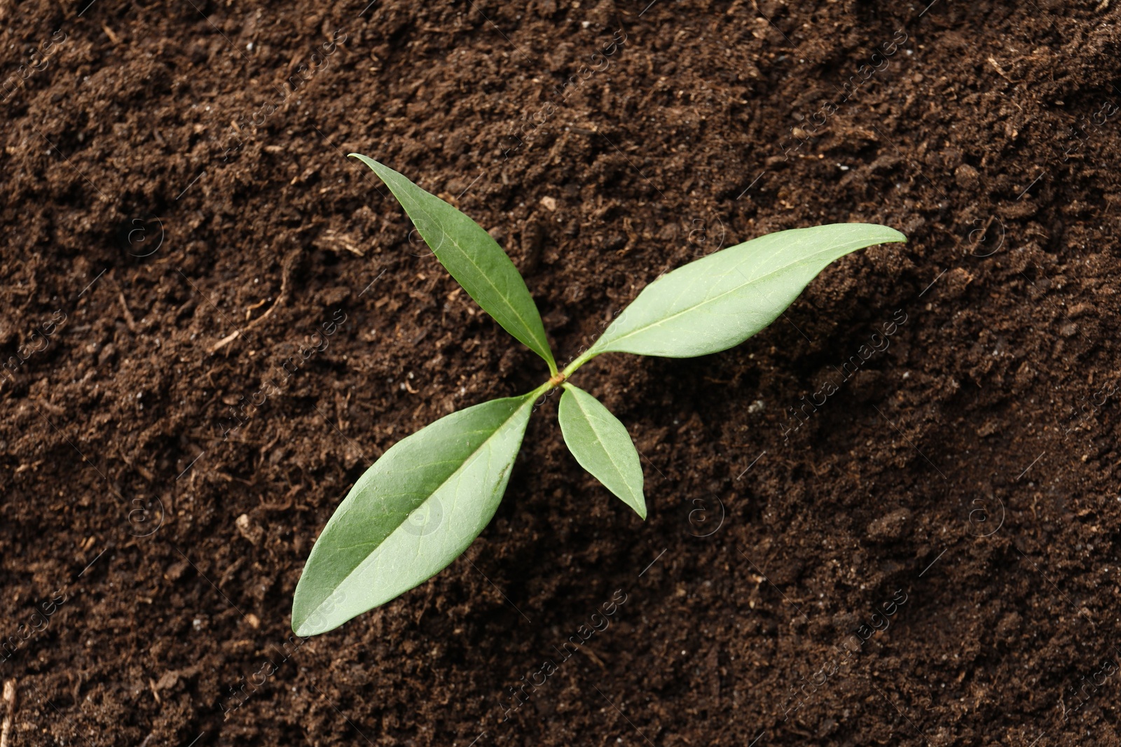 Photo of Young plant growing in soil as background, top view