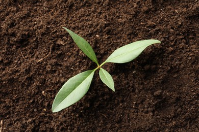 Photo of Young plant growing in soil as background, top view