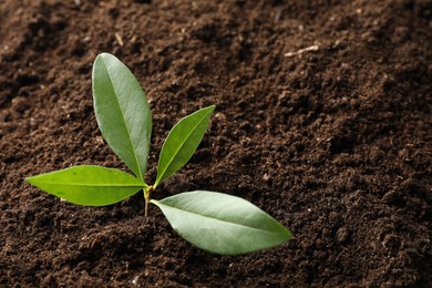 Photo of Young plant growing in soil as background, closeup