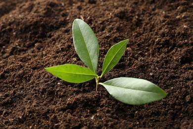Photo of Young plant growing in soil as background, closeup