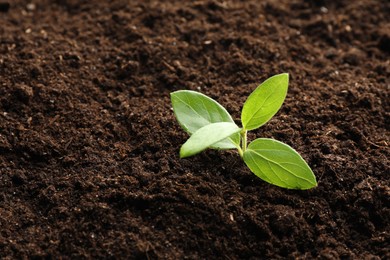 Photo of Young plant growing in soil as background, closeup
