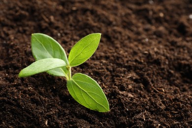 Photo of Young plant growing in soil as background, closeup