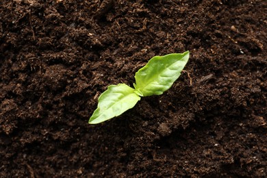 Photo of Young plant growing in soil as background, top view