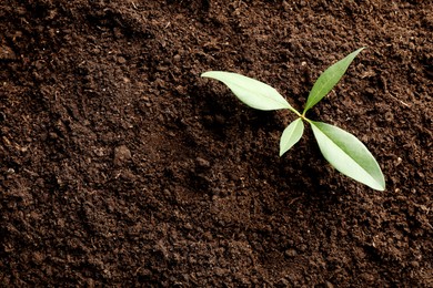 Photo of Young plant growing in soil as background, top view