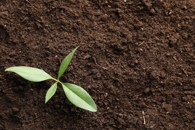 Photo of Young plant growing in soil as background, top view
