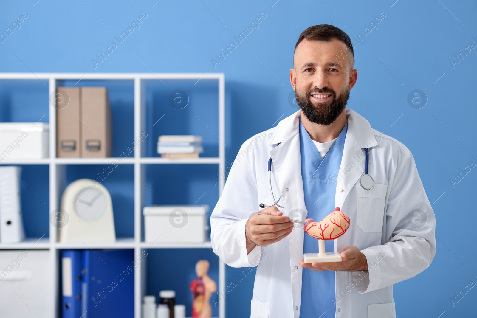 Gastroenterologist with model of stomach in clinic Photo of Gastroenterologist with model of stomach in clinic