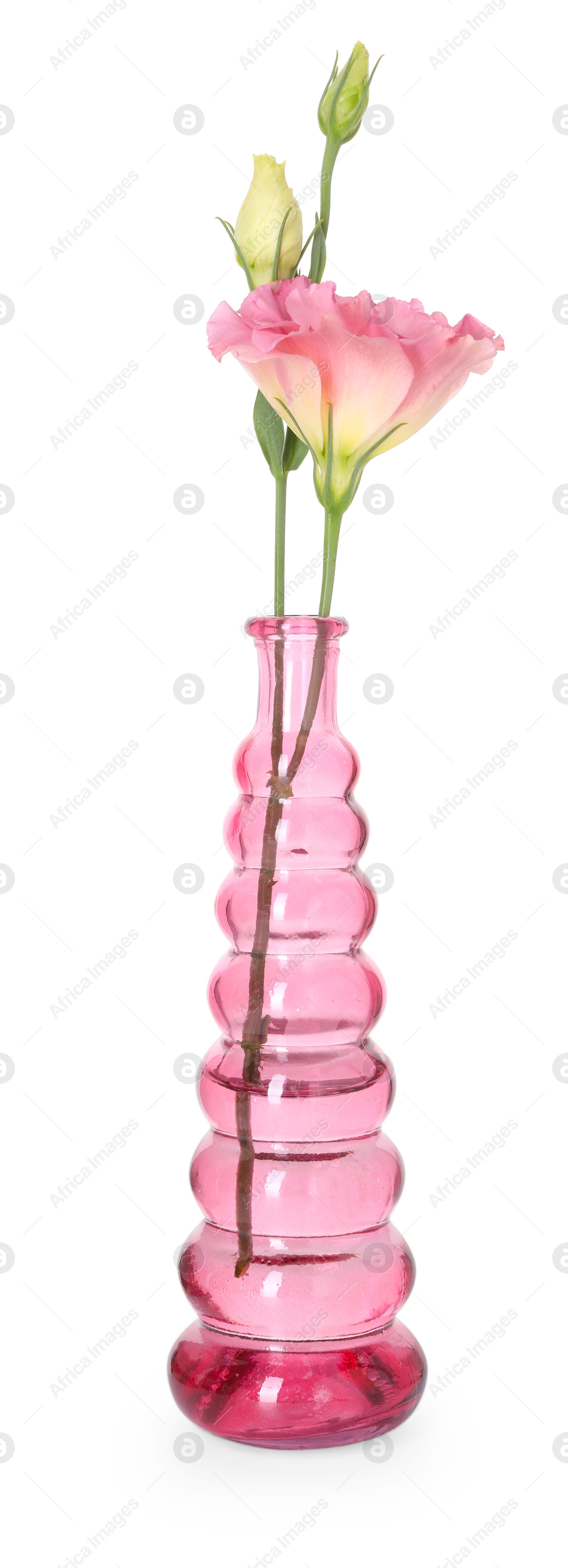 Beautiful eustoma flowers in glass vase isolated on white Photo of Beautiful eustoma flowers in glass vase isolated on white