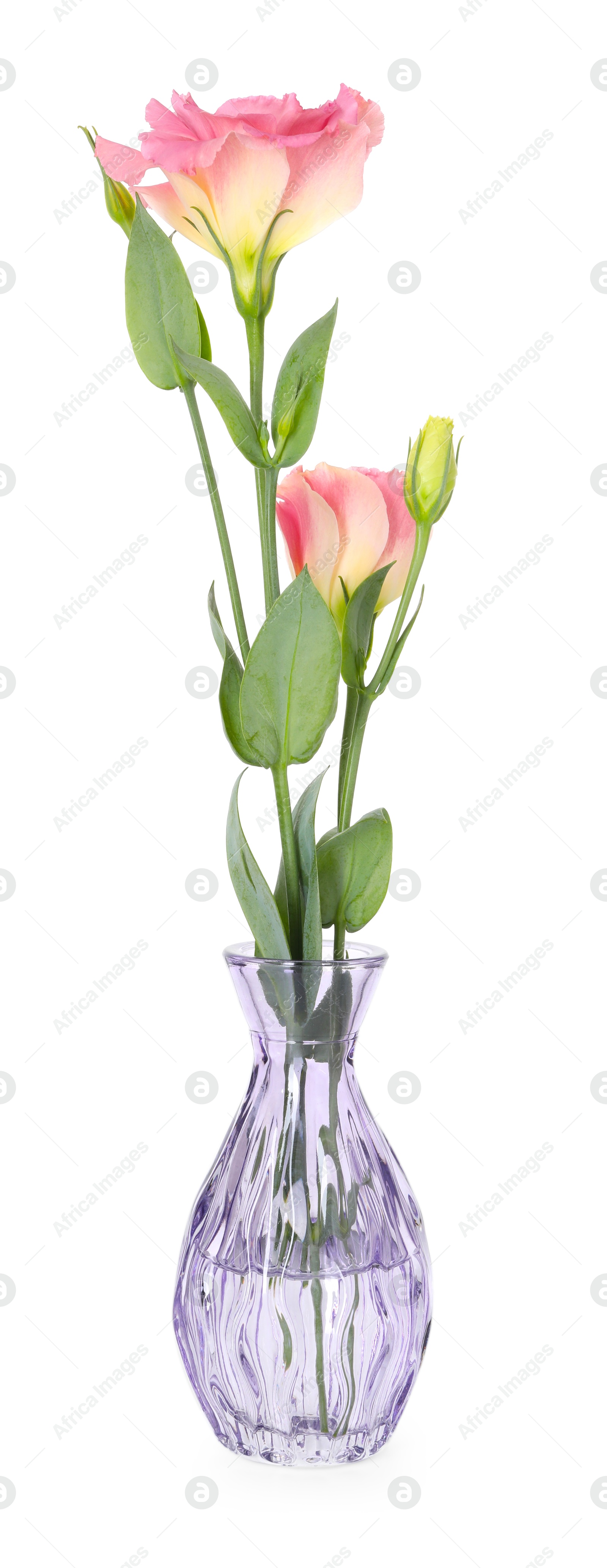 Beautiful eustoma flowers in glass vase isolated on white Photo of Beautiful eustoma flowers in glass vase isolated on white