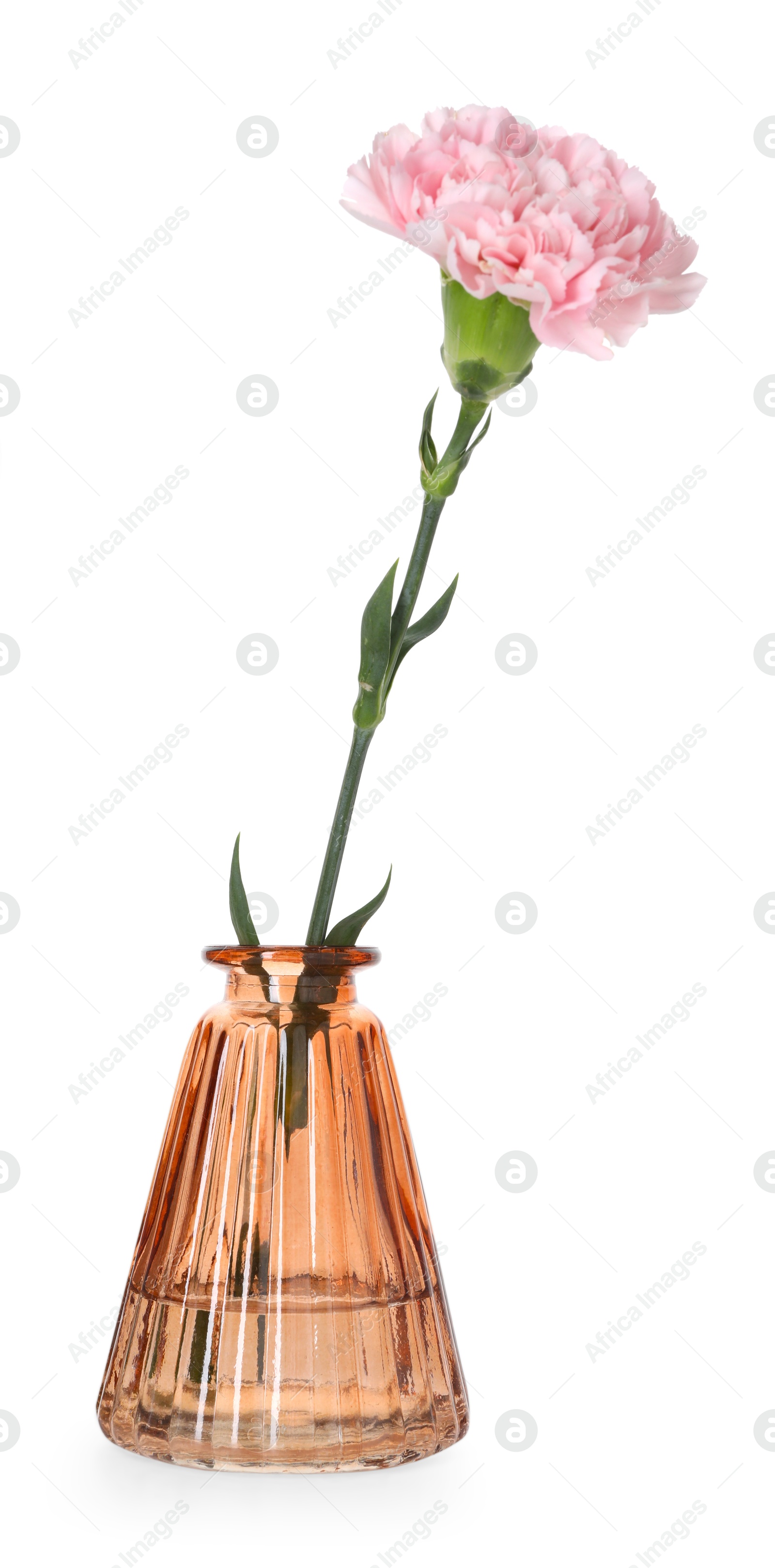 Beautiful carnation flower in glass vase isolated on white Photo of Beautiful carnation flower in glass vase isolated on white