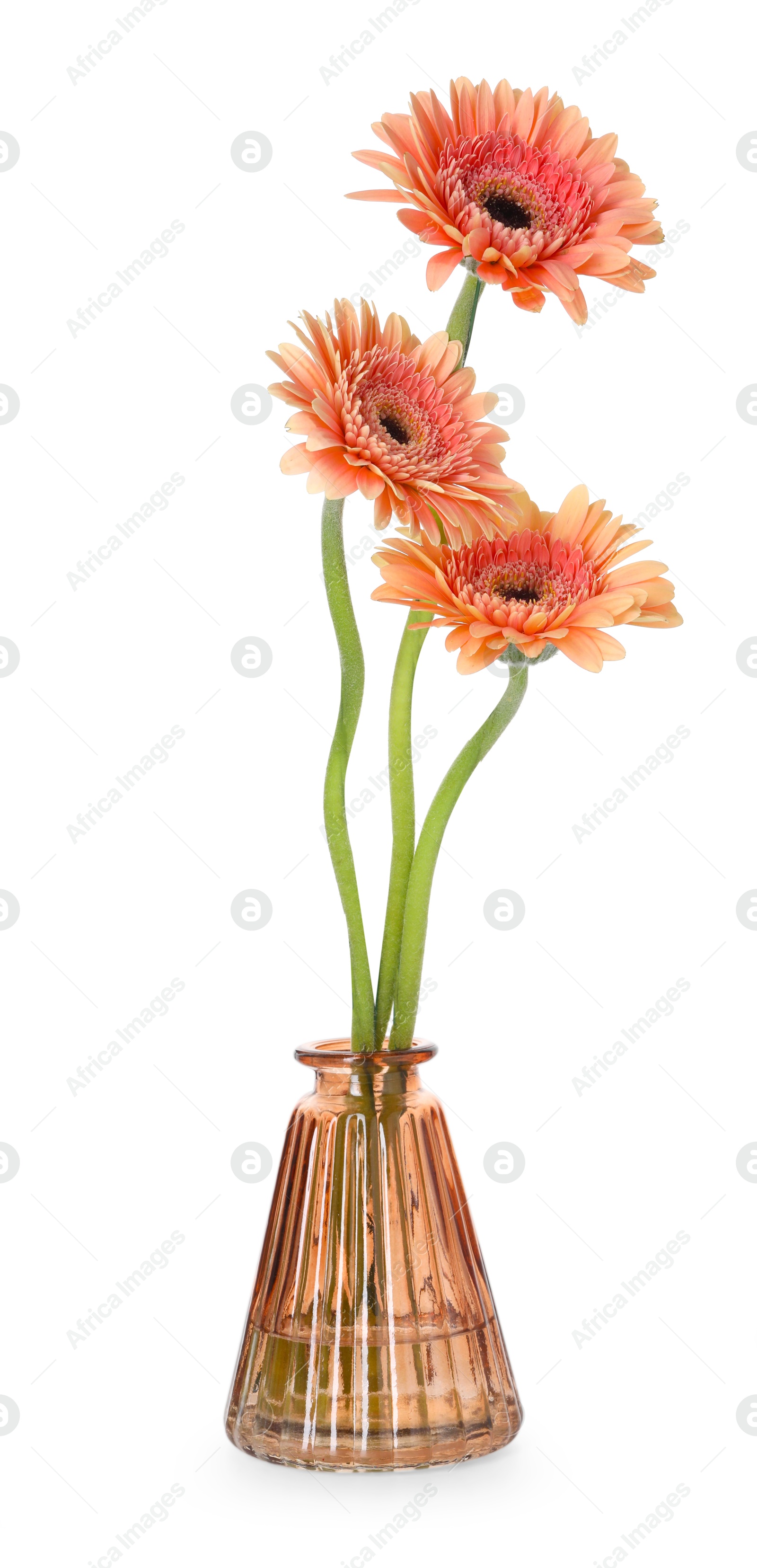 Photo of Beautiful gerbera flowers in glass vase isolated on white