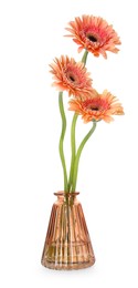 Photo of Beautiful gerbera flowers in glass vase isolated on white