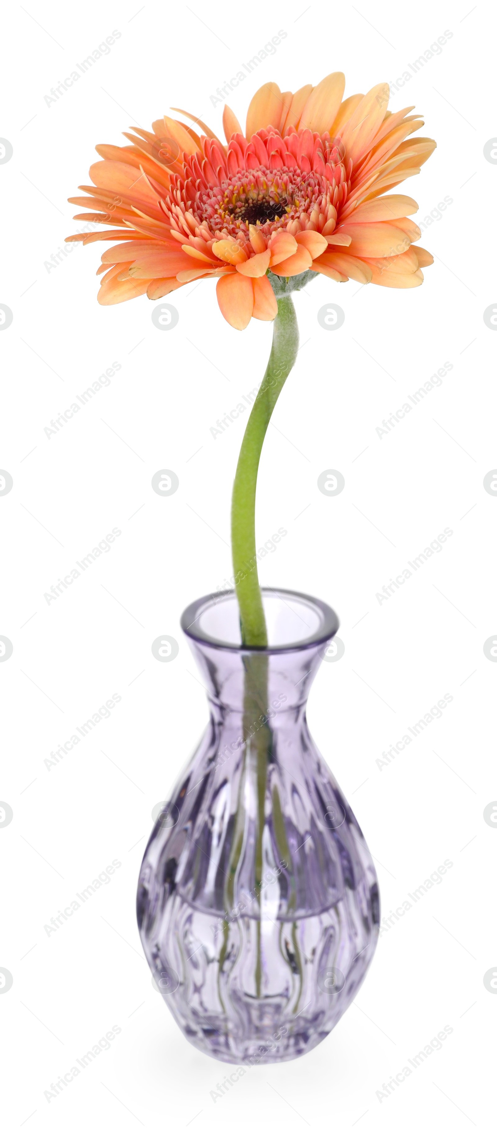 Beautiful gerbera flower in glass vase isolated on white Photo of Beautiful gerbera flower in glass vase isolated on white