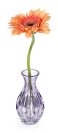 Photo of Beautiful gerbera flower in glass vase isolated on white