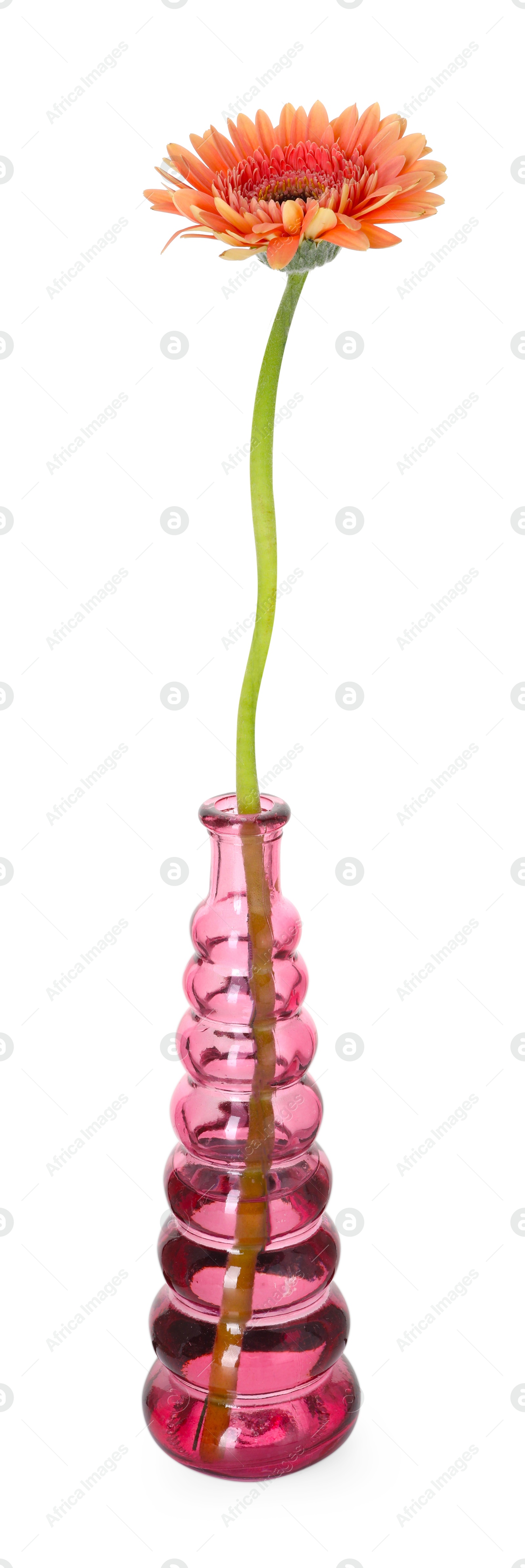Photo of Beautiful gerbera flower in glass vase isolated on white